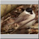 Parus palustris - Sumpfmeise 10.jpg